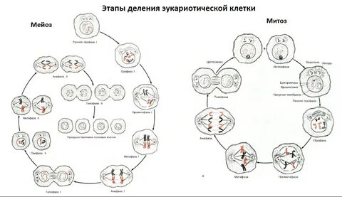 В результате мейоза получаются