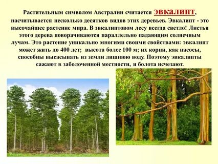 Какое дерево считается