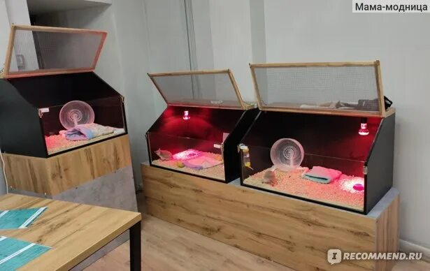 Тайм-кафе "Ежеминутка", Санкт-Петербург - "Час приятного общения с милыми ёжикам