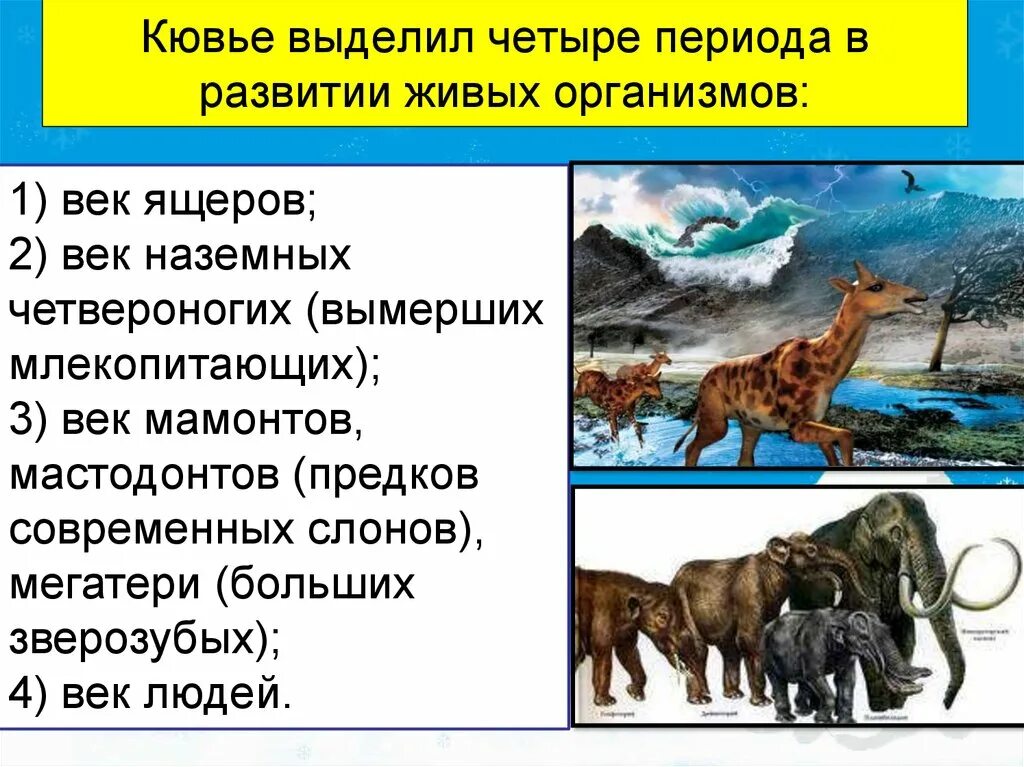 Четвертом периоде. Предки млекопитающих зверозубые ящеры. Эволюция развития живых организмов. 4 Периода развития живых организмов.