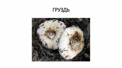 Авито грибы грузди