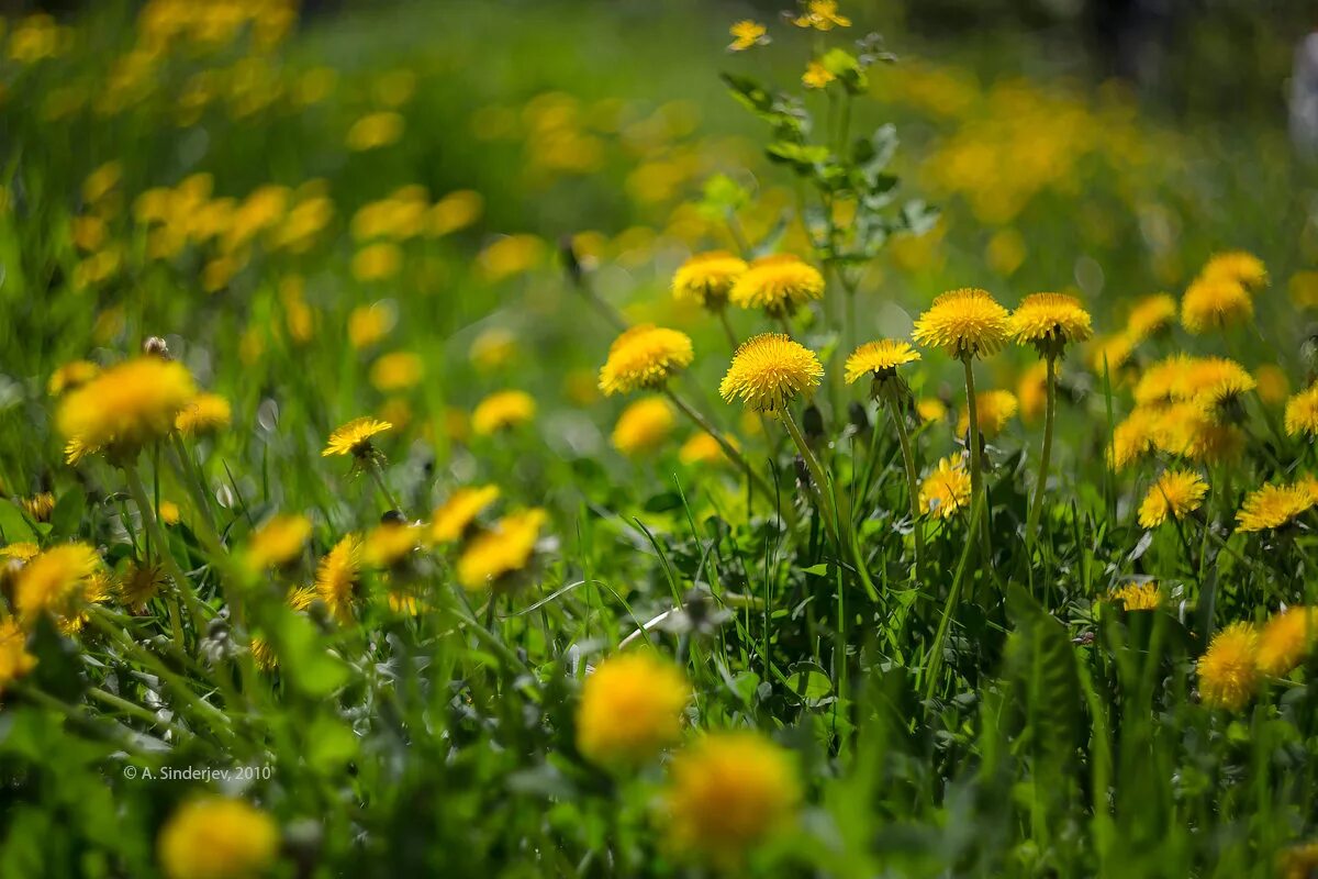 ребенок в поле с одуванчиками. Erisson 32let41t2. поле белых одуванчиков. поле одуванчиков у церкви. поле одуванчиков песня.