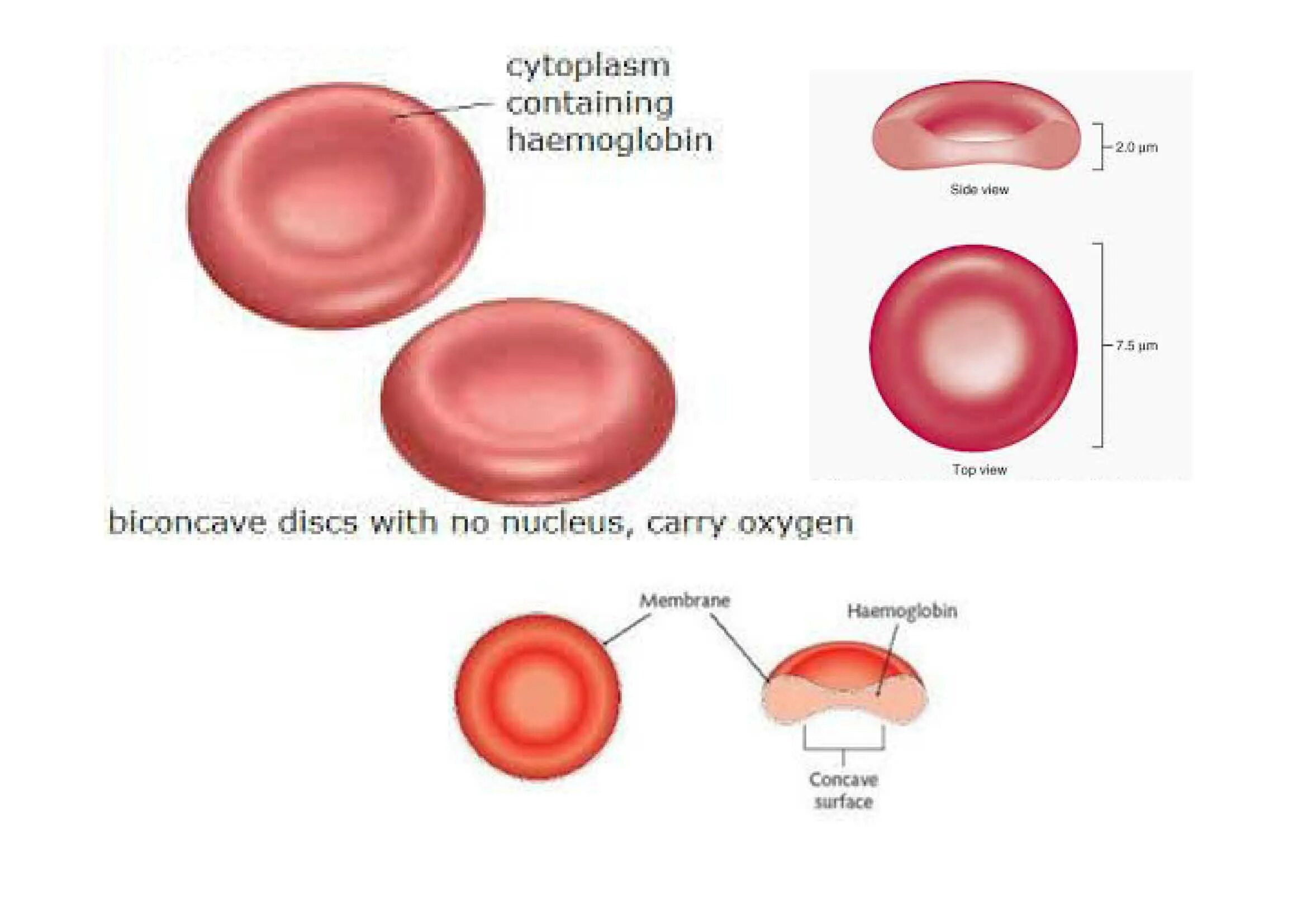 Строение эритроцита человека. Структура эритроцита человека. Red Blood Cells строение. Строение эритроцитов. Эритроцит схема строения.