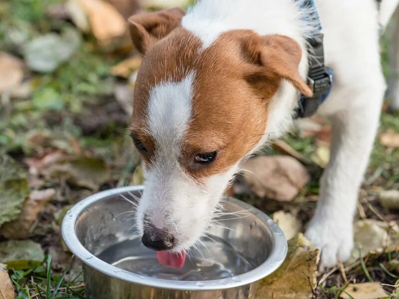 Поить животных. Собака пьет. Собака лакает. Собака пьет воду в жару. Налей воды животным в жару.