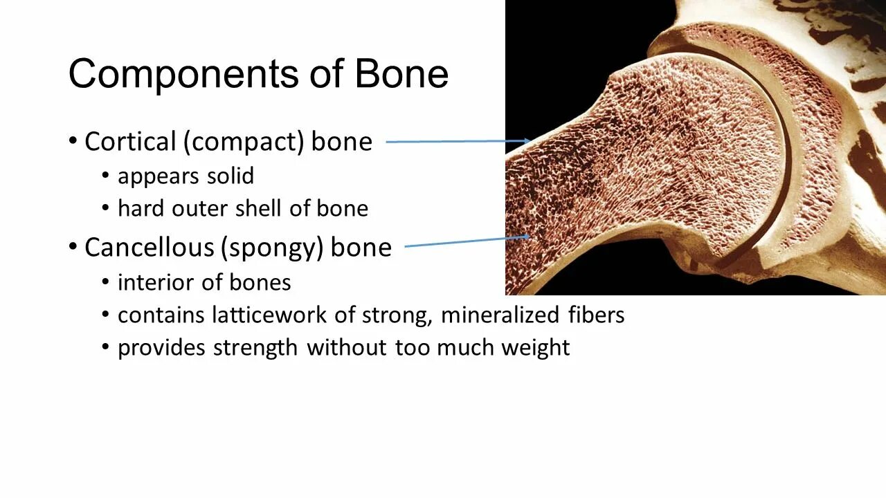 Cortical Bone. Cancellous. Components of Bones. Bundle Bone. Bone meaning