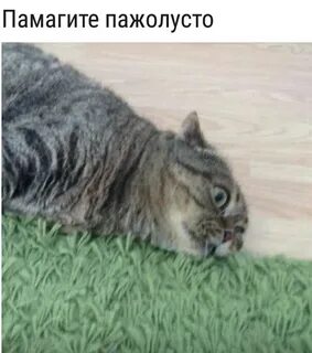 Вам поможет кот
