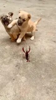 Смешные видео про животных на русском