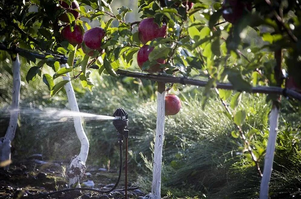 Можно ли поливать яблони. Капельное орошение интенсивного яблоневого сада. Фертигация яблони. Капельное орошение яблонь. Интенсивный Яблоневый сад капельный полив.