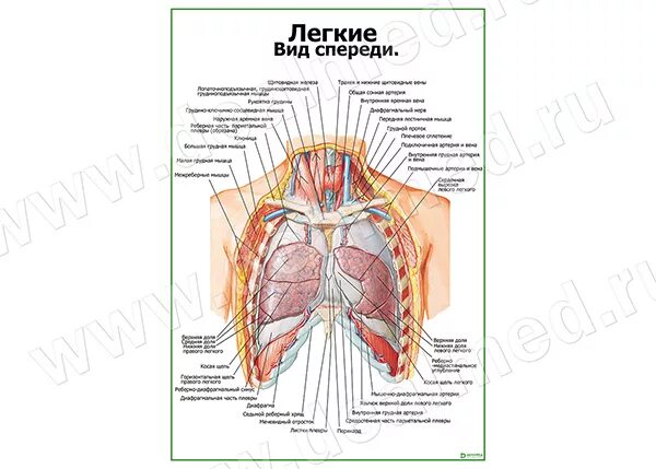 Расположение лёгких у человека спереди. Расположение легких плакат. Лёгкие вид спереди. Лёгкие вид спереди не подписанные. 1 расположение легких