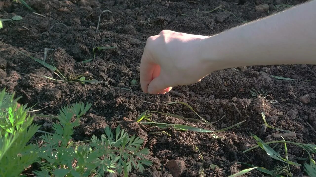 Как посеять петрушку в открытый грунт семенами