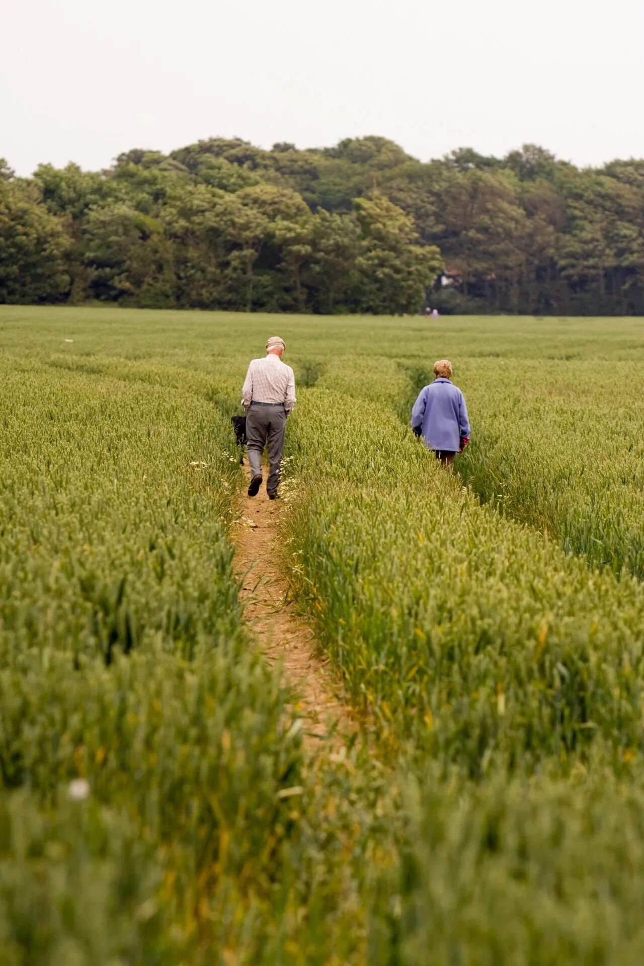 Isagi looking at the field from above. Человек на закате. Лаос поля. Верная дорога. Walking man.