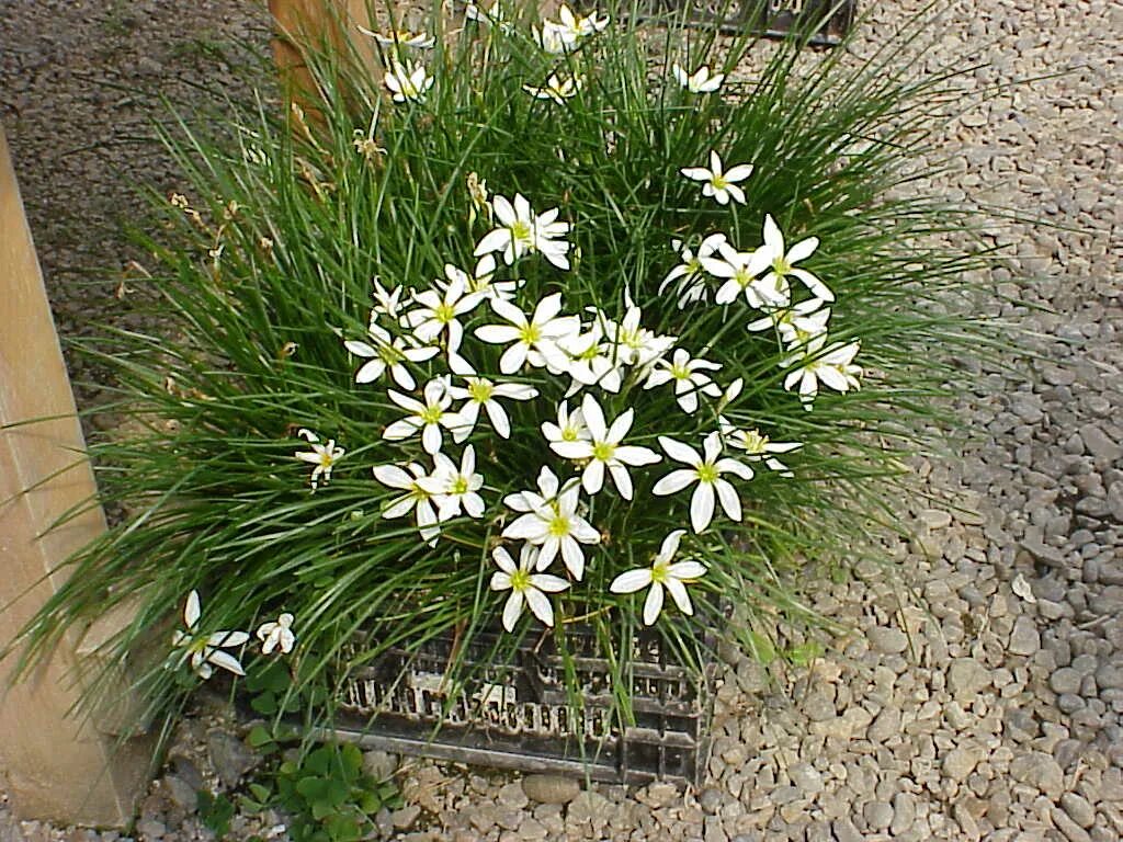 цветок выскочка уличный. зефирантес кандида. когда цветет выскочка пинк. зефирантес. выскочка 7 букв.