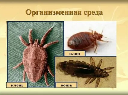 Организменная среда животные примеры