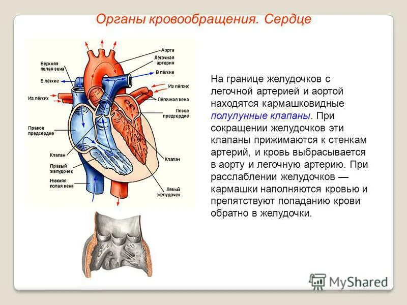 От левого предсердия к легким. Клапан между правым желудочком и легочной артерией. Строение сердца. Сердце орган кровообращения. Полулунные аортальные клапаны.