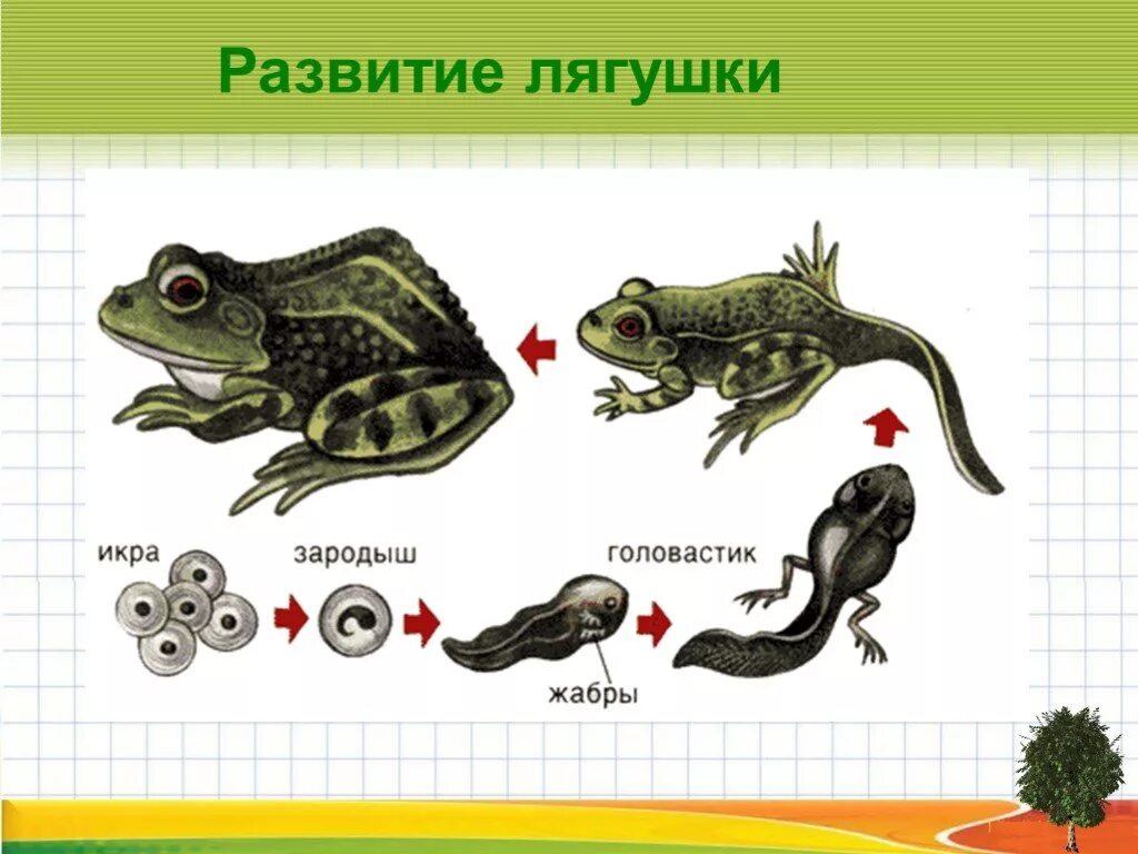 Развитие головастика земноводных. Стадии развития головастика лягушки. Головастик личиночная стадия развития лягушки. Эволюция лягушки из головастика. Схема развития головастика.