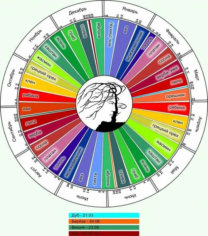 Знаки зодиака цвета. Цветочный гороскоп. Цветок по дате рождения. Ростенияпо знакам зодиака. Растения по знаку зодиака.