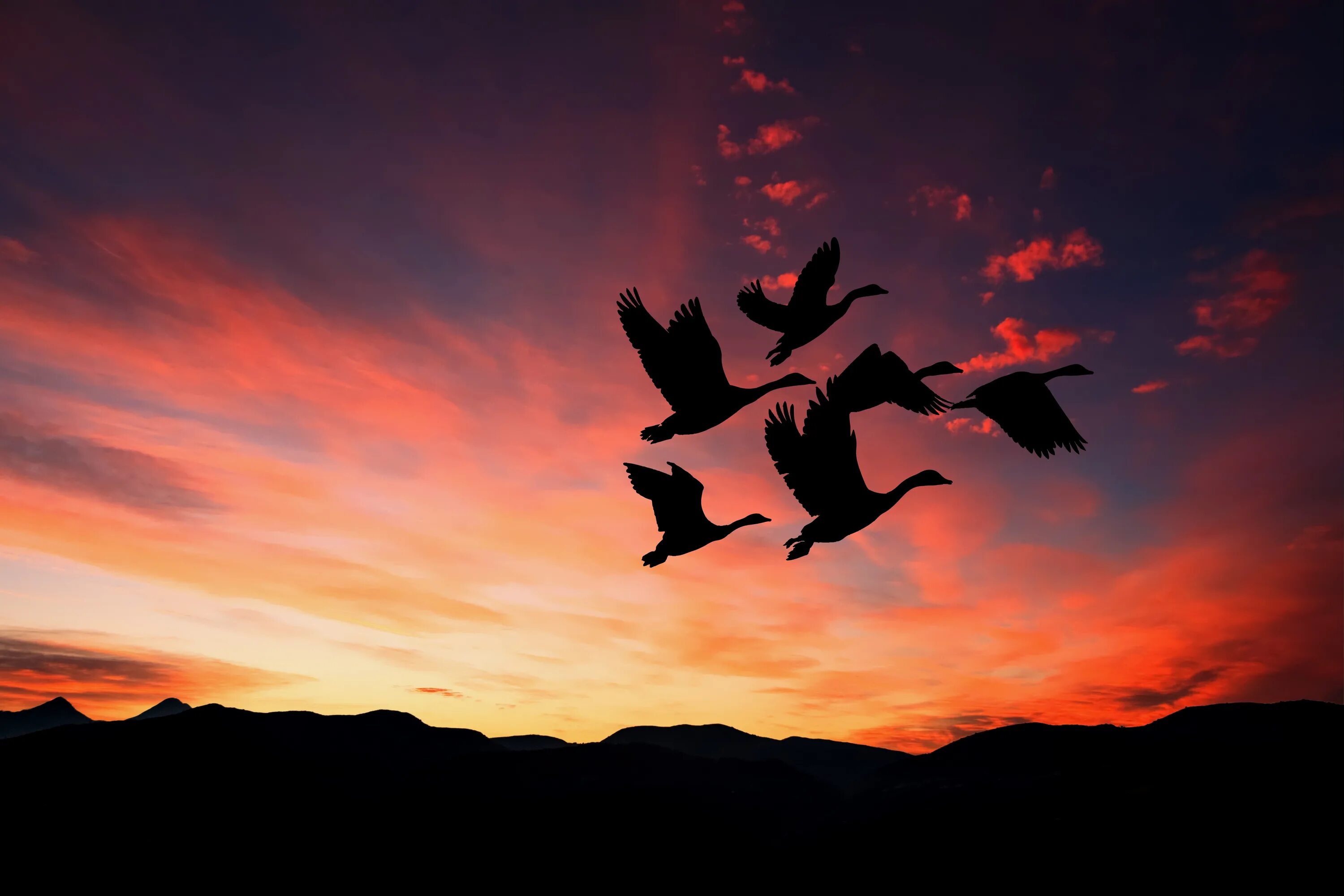 Птицы на закате. Летающие птицы в закате. Силуэты птиц в небе. Птицы на фоне заката.