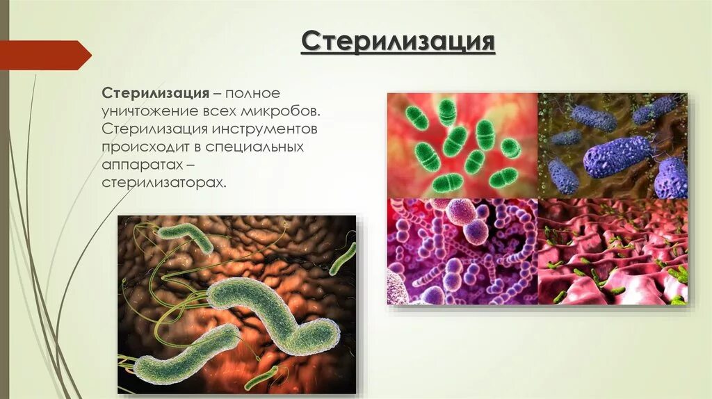 Стерильные микроорганизмы