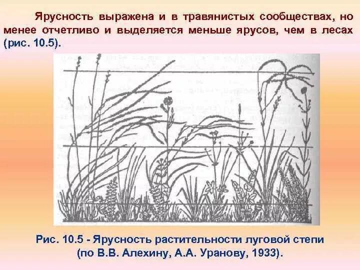 Обитатели нижнего яруса степи. Ярусность растительности Луговой степи. Ярусы растительности Луга. Ярусность растений на лугу. Ярусы Луговой степи.