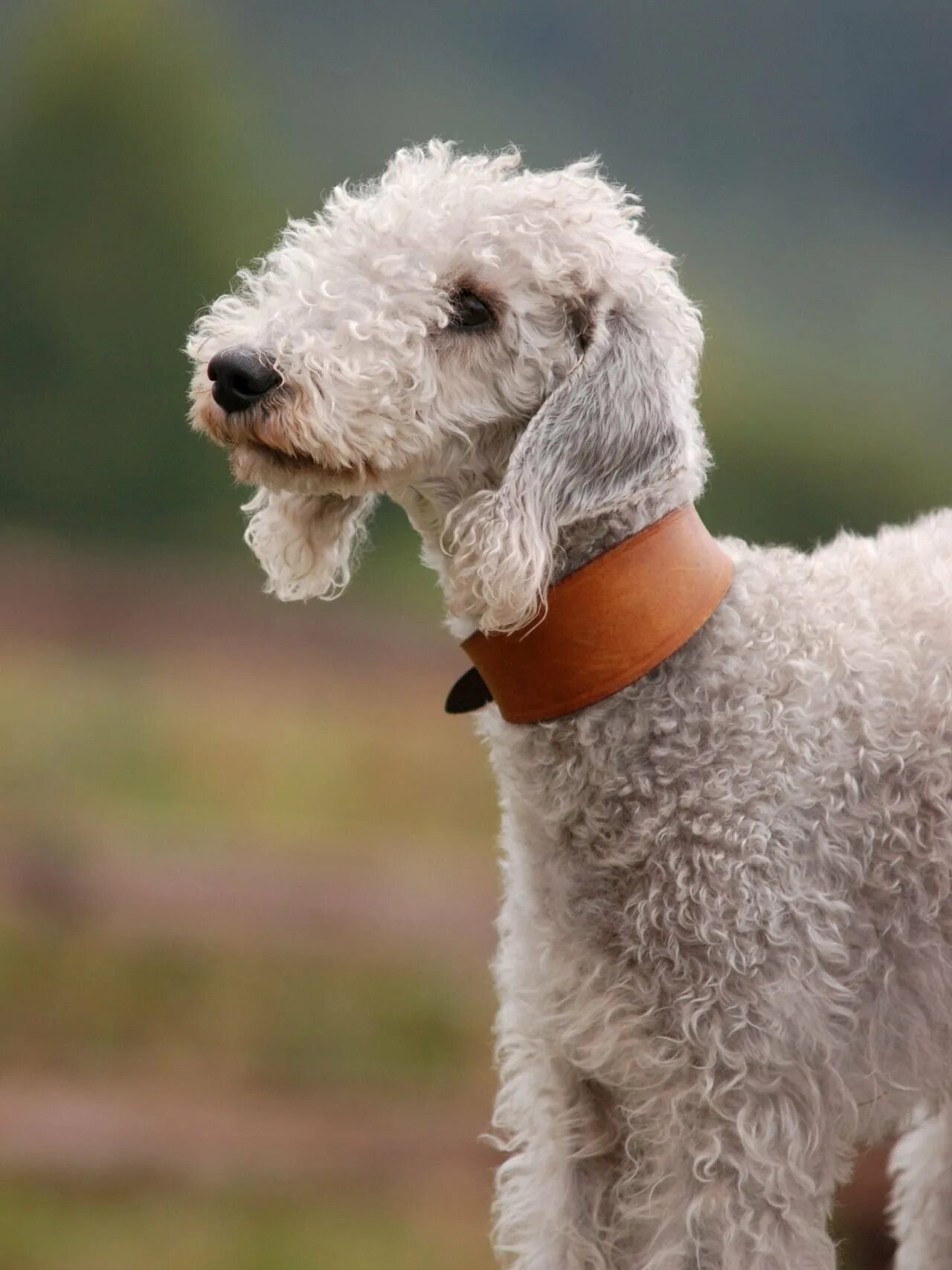 Собака овца. Собака баран. Собака баран. Собачка овечка. Собака среди овец.