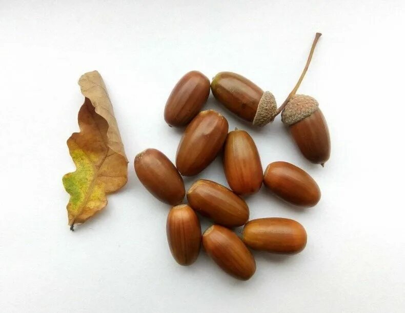 File:Broussonetia papyrifera seeds, by Omar Hoftun.jpg - Wikimedia Commons
