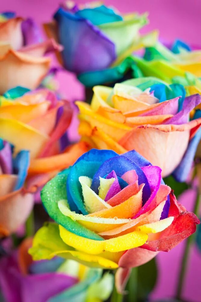 Фото со всеми цветами Free Images : nature, petal, bloom, blue, colorful, yellow, pink, flora, flowers