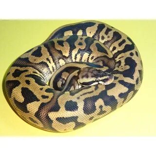 Leopard pastel yellow belly ball python