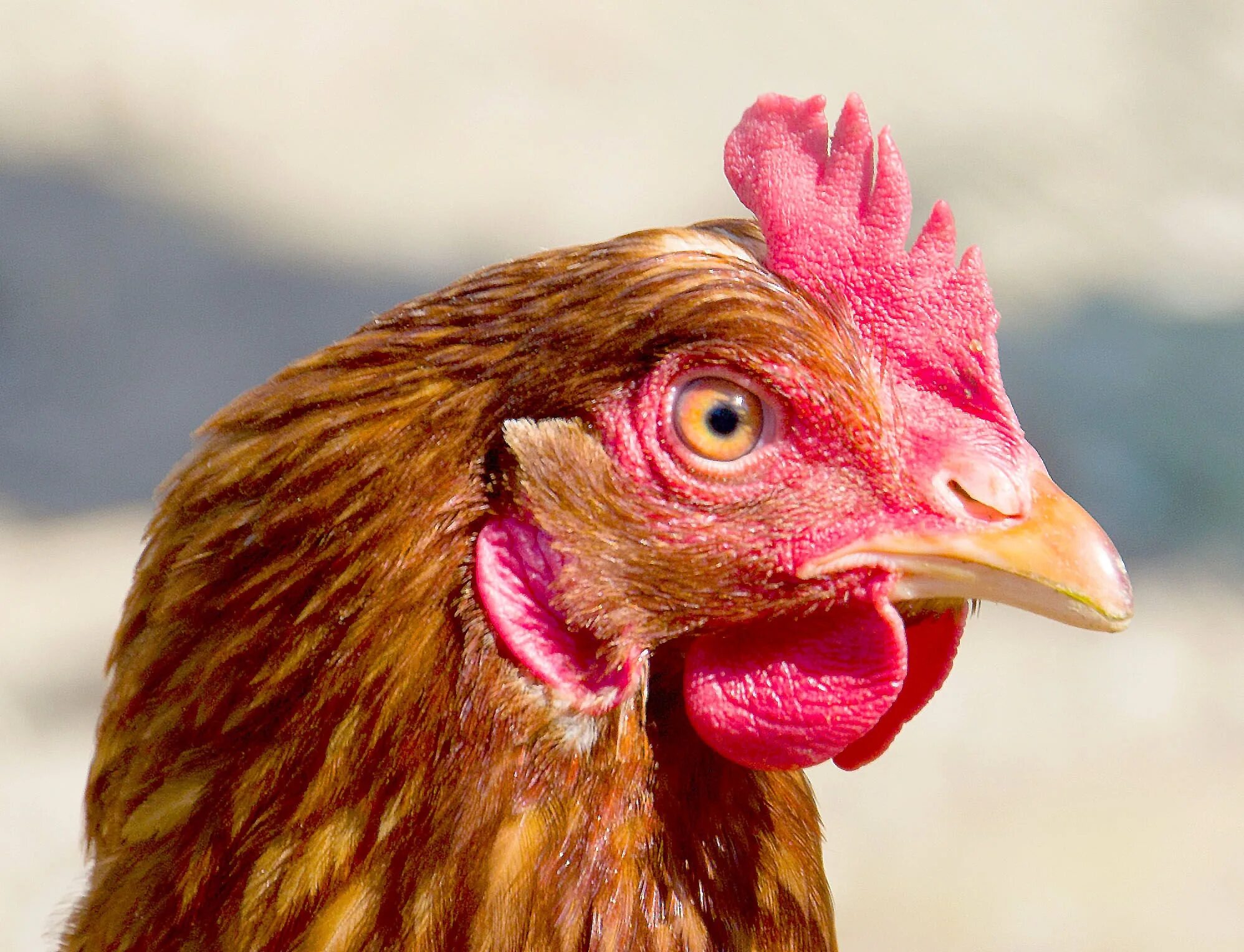 Морда курицы. Голова курицы. Субпродукты головы куриные. Головы куриные замороженные. Рыжая курица.