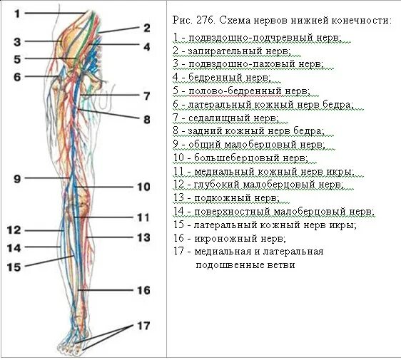 Какие нервы в ногах - найдено 88 картинок