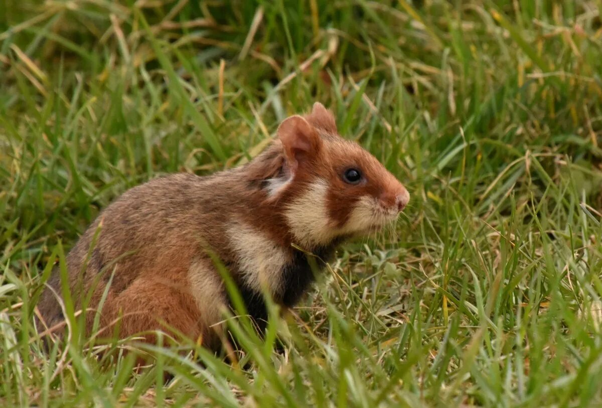 Карбыши. Обыкновенный хомяк Cricetus Cricetus. Камышовый хомяк. Хомяк Cricetus Cricetus карбыш оборона. Крымский хомяк дикий.