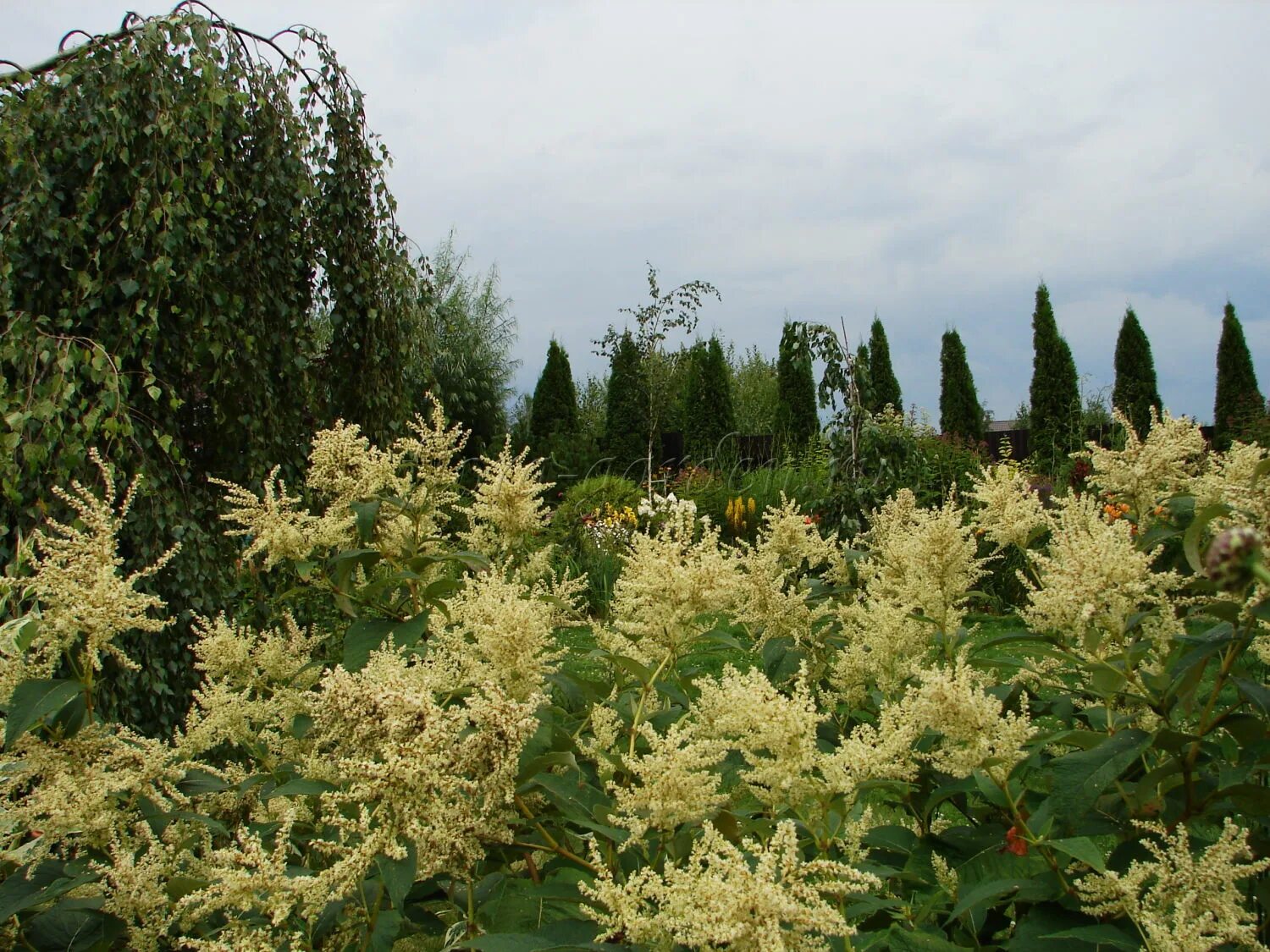 Горец изменчивый фото. Горец Вейриха. Горец (гречиха) Вейриха. Горец Вейхера. Кустарник Горец Сахалинский.