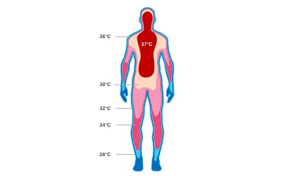 Распределение температуры тела человека. Температура тела человке. Температура органов человека. Температурная карта человека. Нормальные значения температуры тела