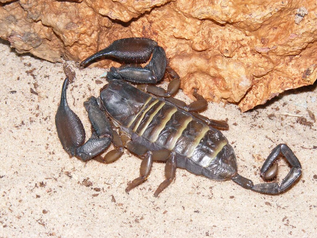 Скорпион тип. Hadogenes paucidens. скорпион тонкохвостый. мегрельский скорпион. скорпионы паукообразные.