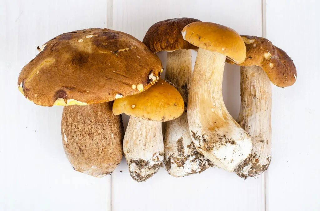 Белый гриб относится к трубчатым. Трубчатые грибы. Гриб снизу желтый сверху коричневый. Гриб с толстой ножкой. Рыжики грибы.