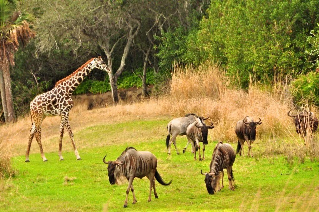 Человек животные защита. Самые красивые зебры. Звери африки. Суперхищники гепард. Пара жирафов.
