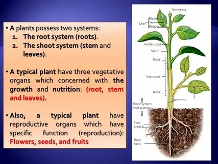 True plants