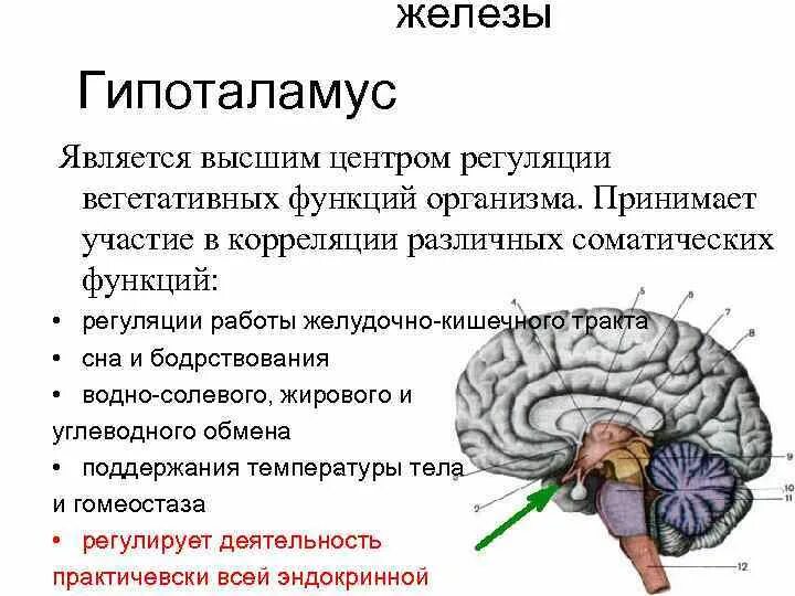 3 Желудочек головного мозга и гипоталамус. Функции гипоталамуса головного мозга человека. Вегетативные функции головного мозга.