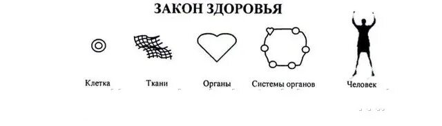 Код клетки. Законы здоровья. здоровье клетки. клетка ткань орган система органов организм человека. основные законы здоровья.