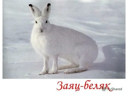 Морфологические признаки зайца