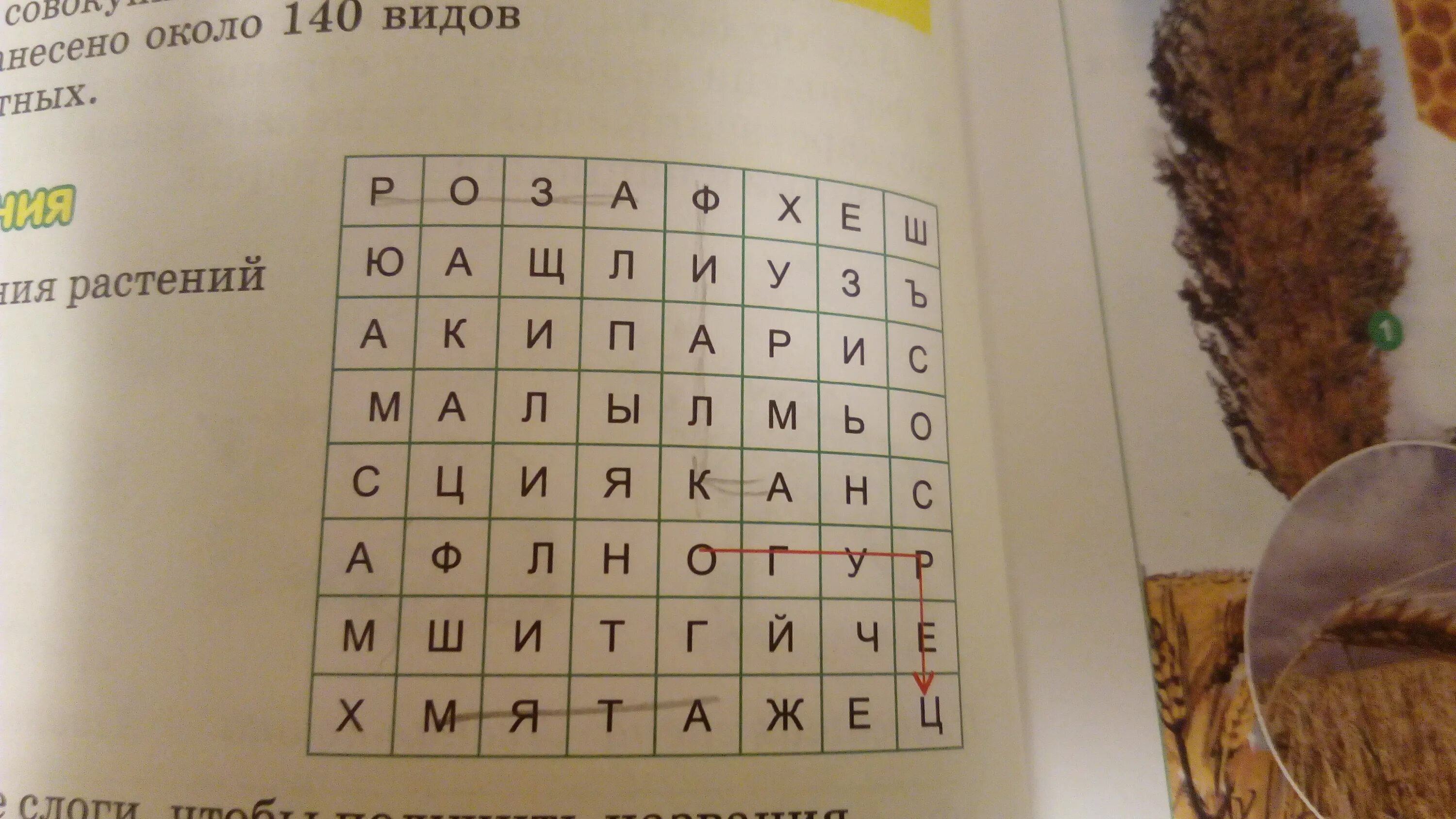 Догоняющий 5 букв. Найди названия растений. Найди название цветов. Найдите названия цветов. Найди в тексте названия растений.