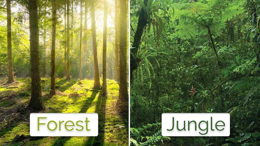 Различие леса. Лес и джунгли разница. Город против леса. Фон джунгли для фотошопа реальность. Отличия лес.