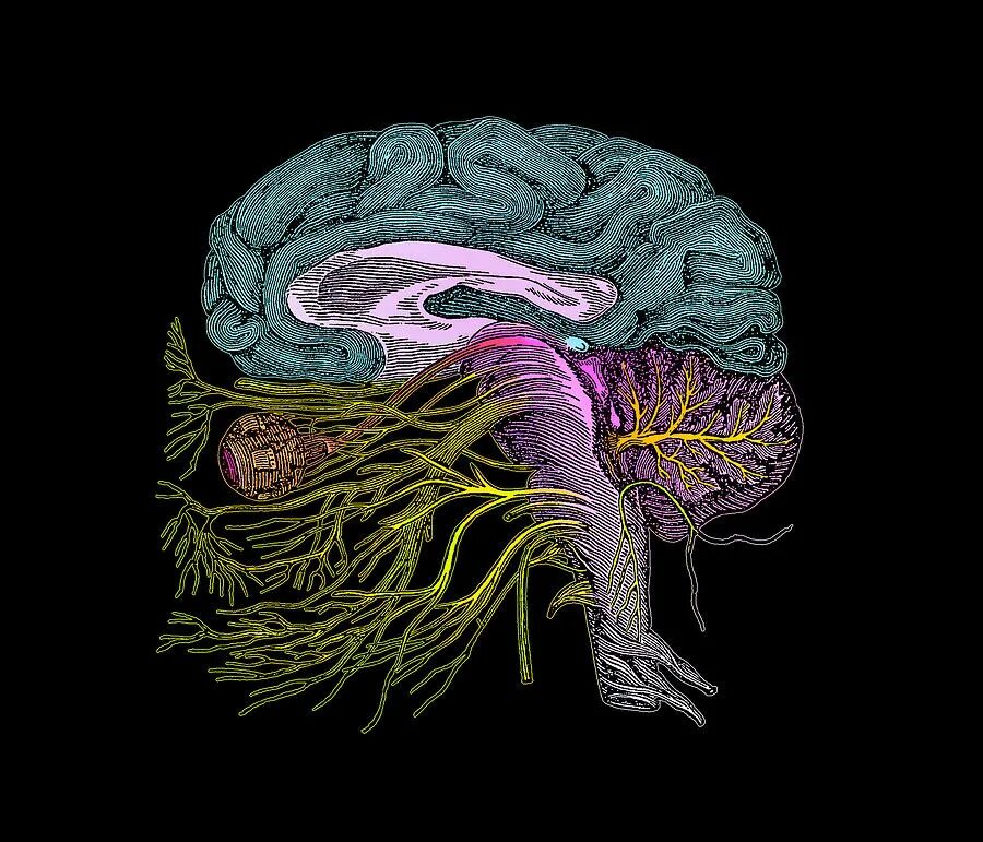 Рисунок мозга биология 8 класс. Новый мозг анатомия. Головной мозг анатомия pdf. Анатомия человека головной мозг стволовая часть. Мозг рисунок биология 8 класс.