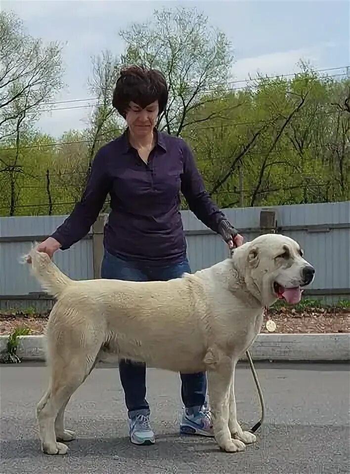 Жанам баш. Кузбасс баши жан. алабай кузбасс баши жан. алабай кузбасс баши жан родословная. питомник сао кузбасс баши.
