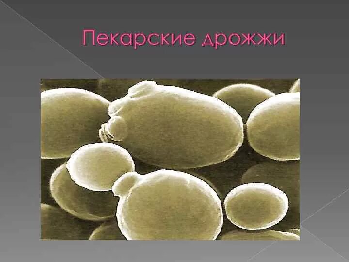 Есть гриб дрожжи. Пекарские дрожжи грибы. Клеточная стенка дрожжей Saccharomyces cerevisiae. Хлебопекарные дрожжи под микроскопом. Дрожжи пекарские микроскоп.