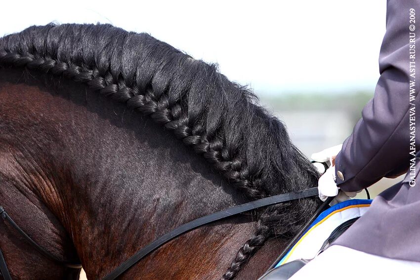цвета гривы лошадей. лошади. цвета гривы лошадей. красивая стрижка лошадей. красивая стрижка лошадей.
