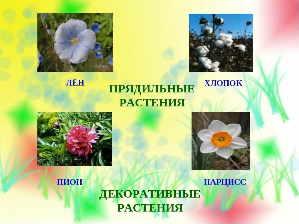 Культурные растения 2 класс окружающий мир прядильные. Прядильные растения 2. дикорастущие прядильные растения. декоративные и прядильные культурные растения. прядильные растения лен и хлопок.
