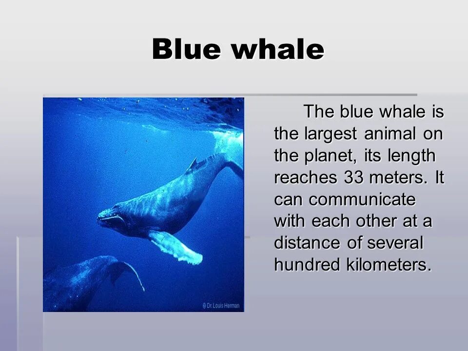 Китовая акула. Гигантская китовая акула. Дыхало кита. Синий кит кит. Синий кит самый большой кит.