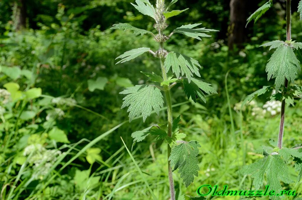 пустырник сердечный растение. пустырник пятилопастный. пустырник сердечный (пустырник пятилопастный). пустырник обыкновенный. пустырник обыкновенный.