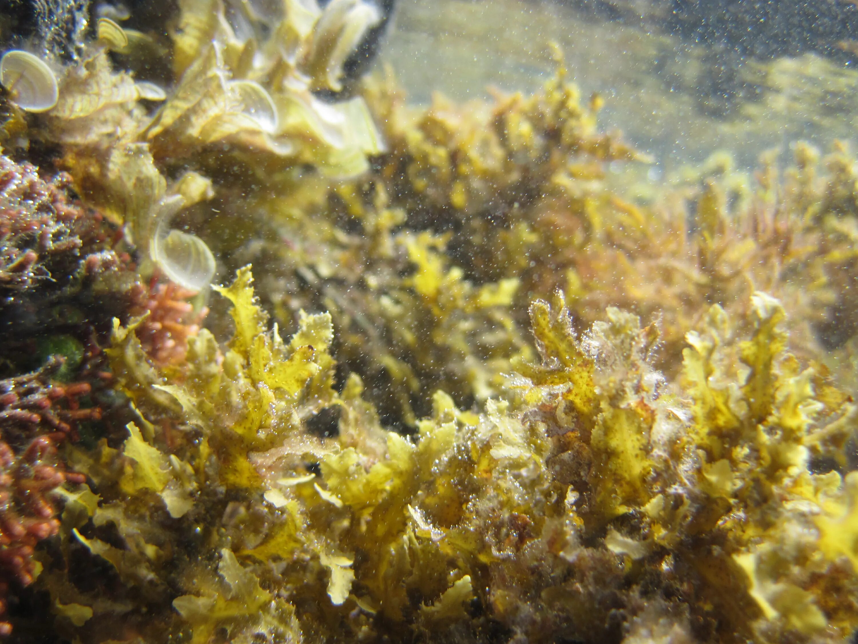 Водоросли крепятся к морскому дну с помощью. Саргассум водоросль. саргасса бурая водоросль. саргассово море водоросли саргассум. фукус порфира ульва.