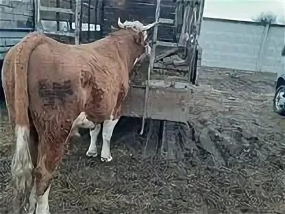 Гигантские бычки в кбр фото. Бычки 100 кг. Кролики нальчик. Авито кабардино животные. Авито кабардино животные.